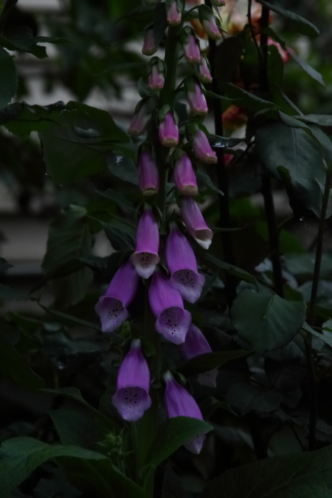 2012 05 25 4396